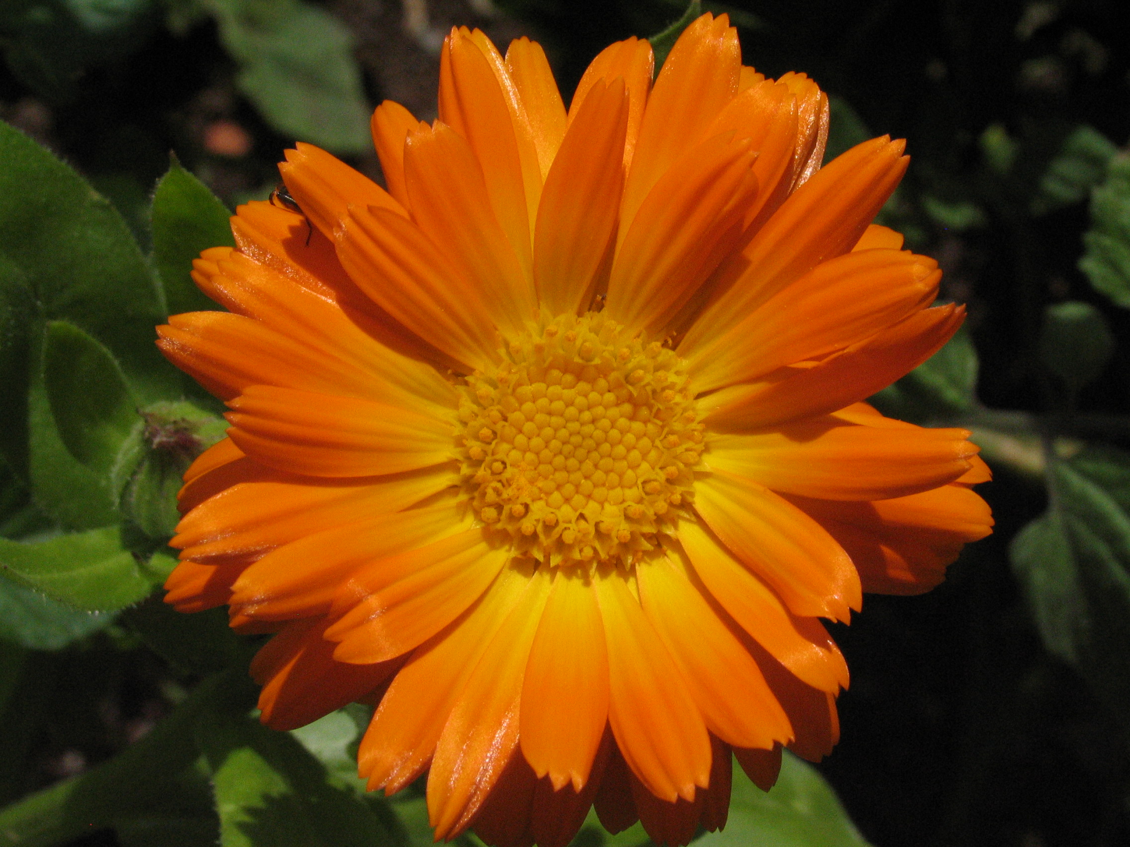 Ringelblume Heilpflanzenwissen — Heilpflanzenwissen