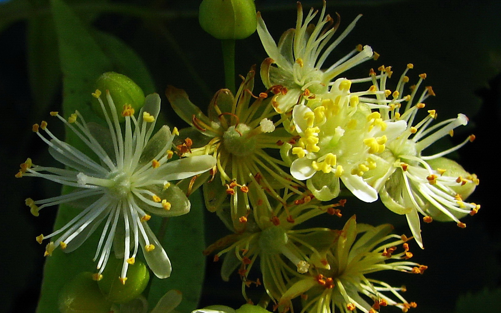 Baum Geschichte