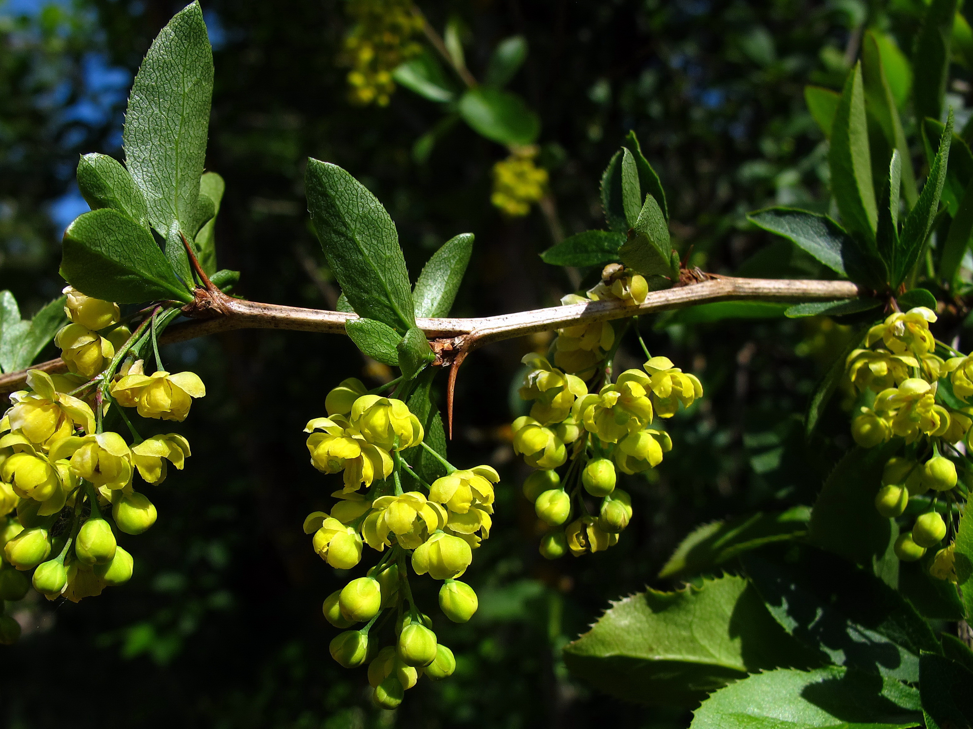 Berberitze Heilpflanzenwissen — Heilpflanzenwissen Berberitze Heilpflanzenwissen — Heilpflanzenwissen
