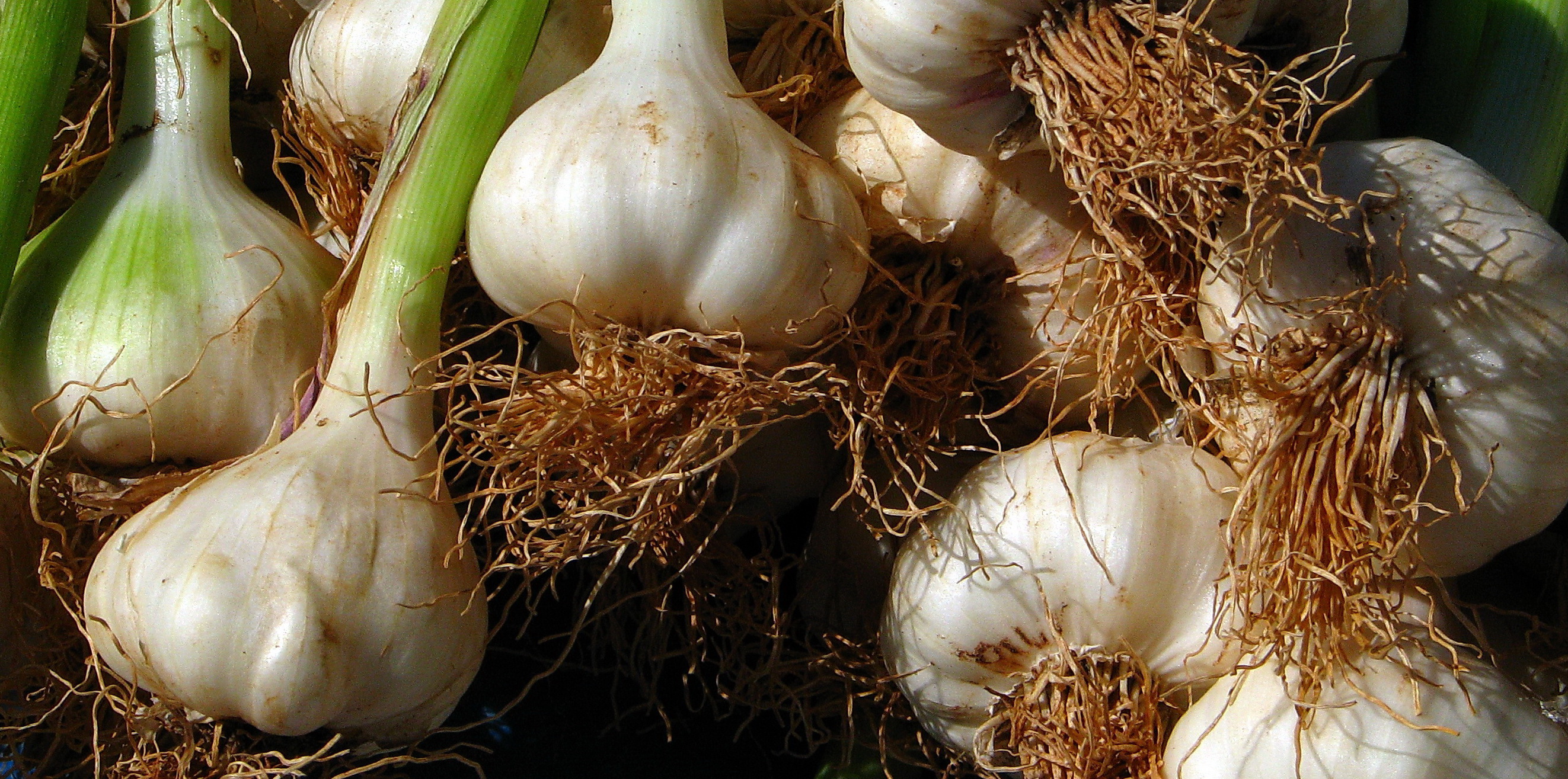 Knoblauch Heilpflanzenwissen — Heilpflanzenwissen