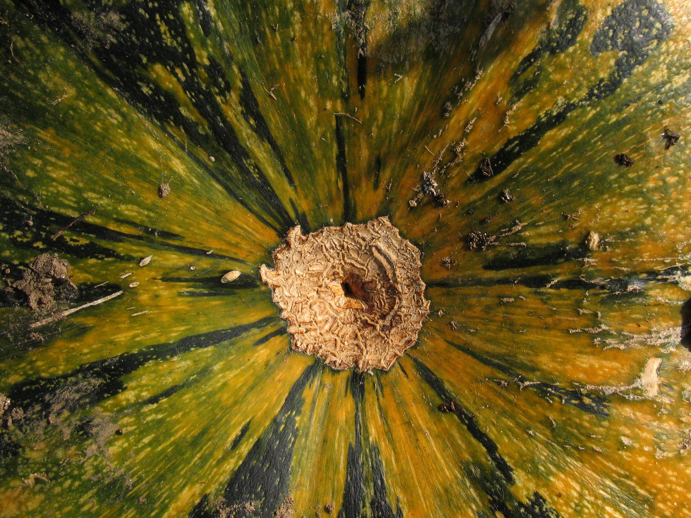 Weichschaliger steirischer Ölkürbis Heilpflanzenwissen