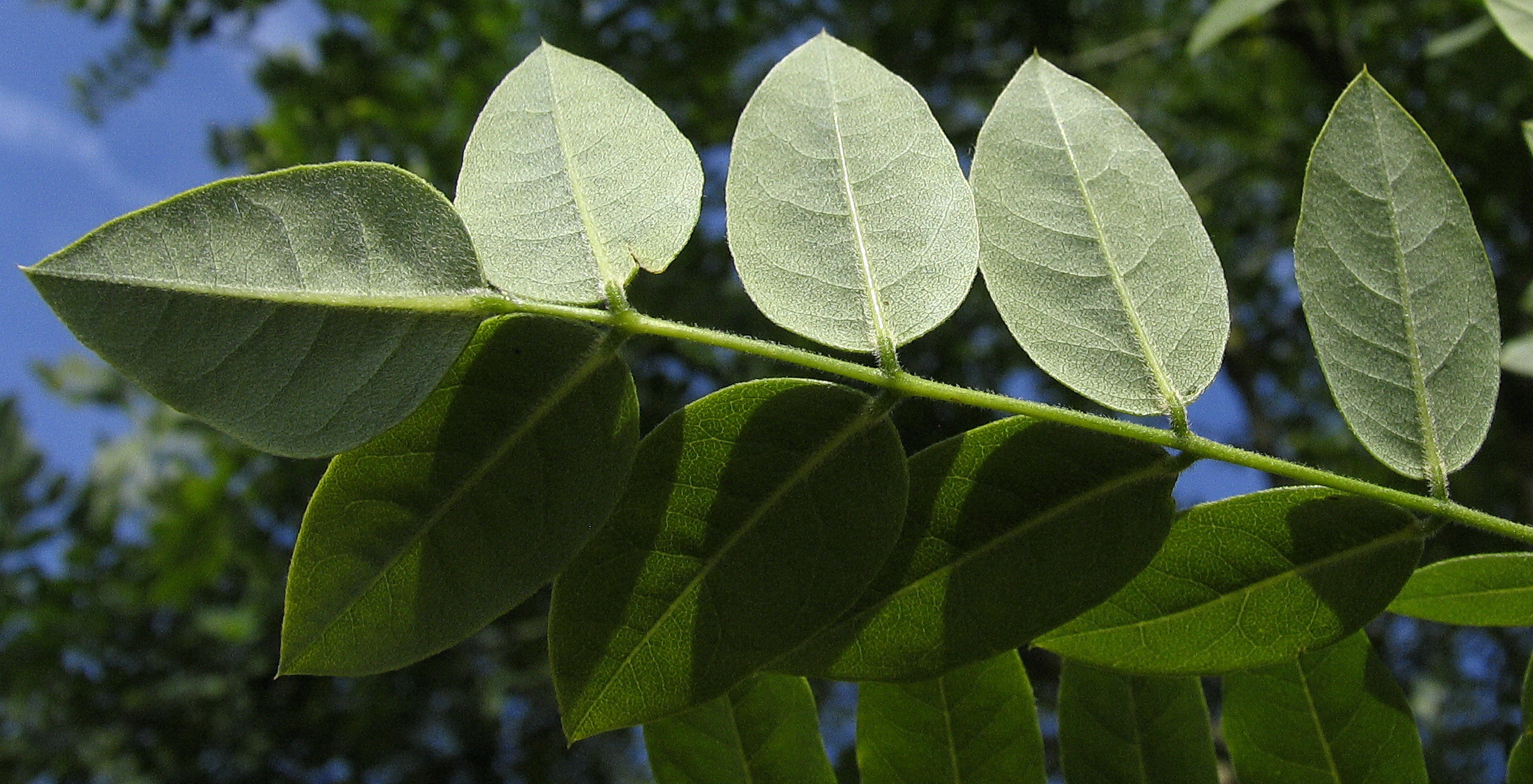 Buchweizen Baum