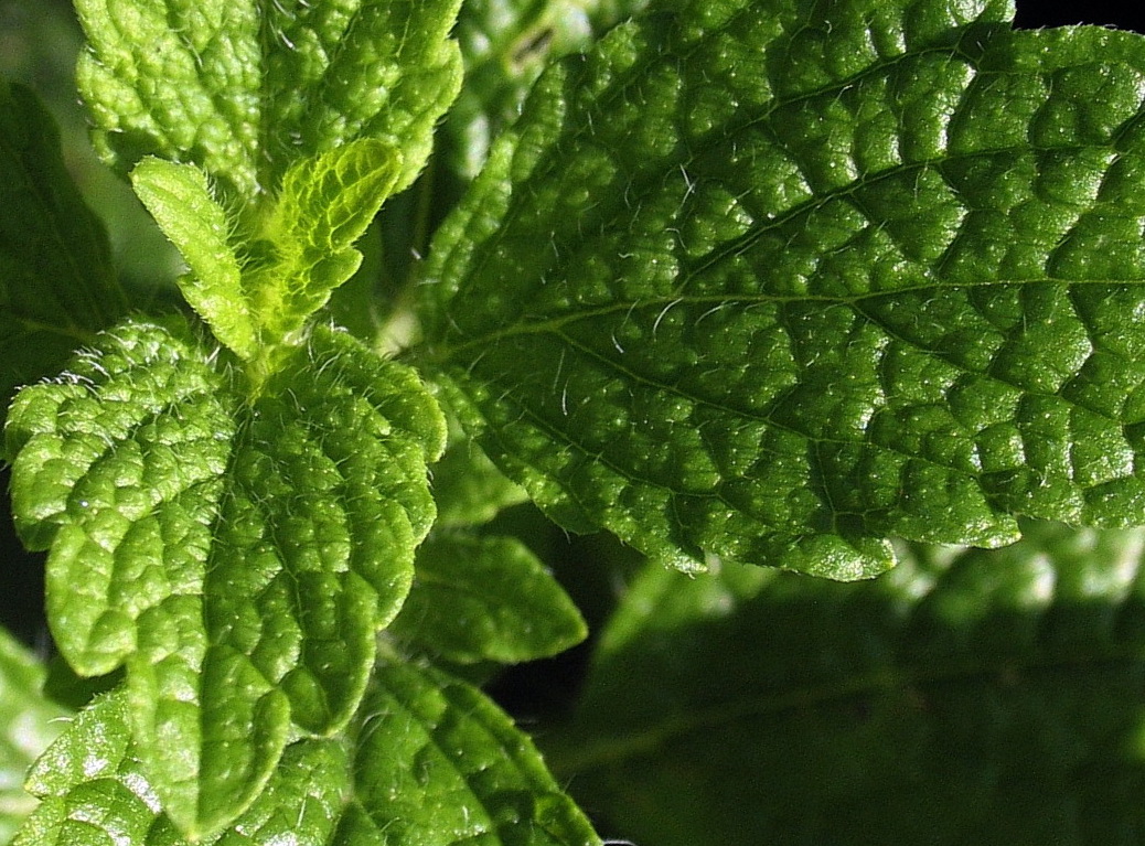 Melisse Heilpflanzenwissen — Heilpflanzenwissen