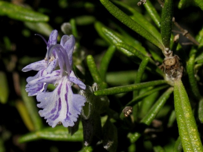 Rosmarin - Blüte © Ernst Frühmann