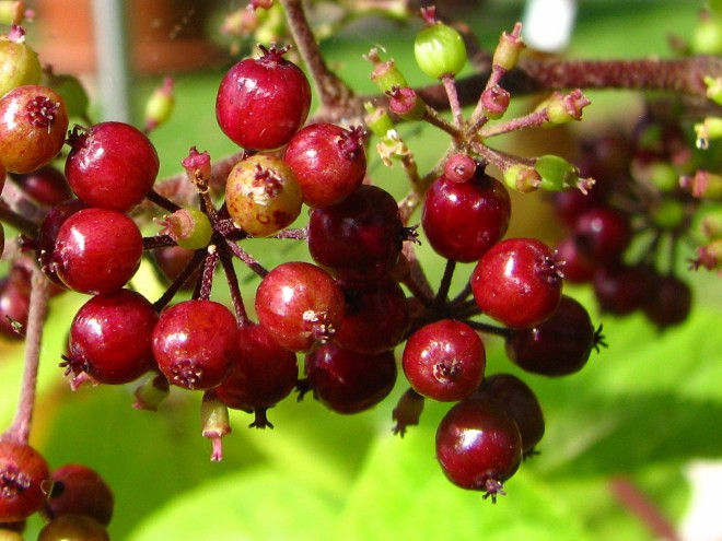 Ginseng © Ernst Frühmann