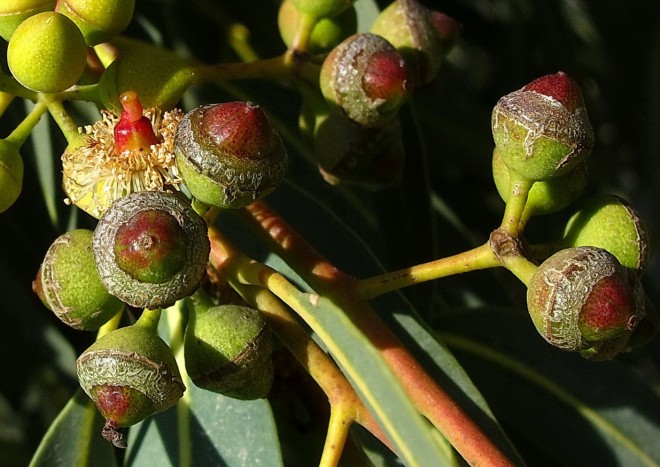 Eukalyptus © Ernst Frühmann