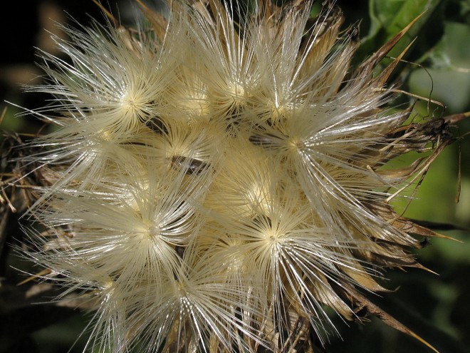 Mariendistel © Ernst Frühmann