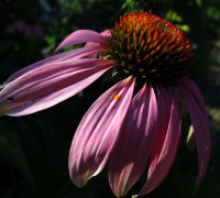 Sonnenhut Blüte © Ernst Frühmann