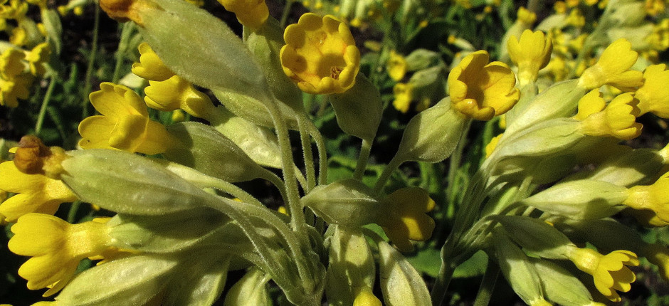 Echte Schlüsselblume © Ernst Frühmann