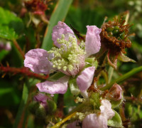 Brombeere © Ernst Frühmann