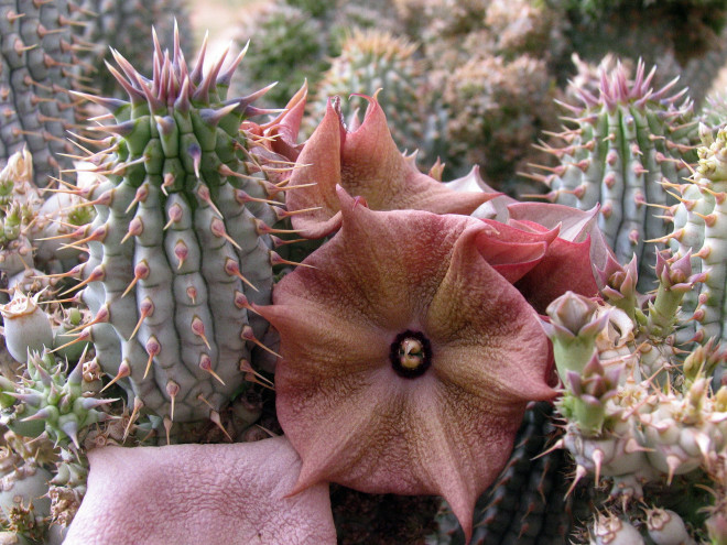 Hoodia © Ernst Frühmann