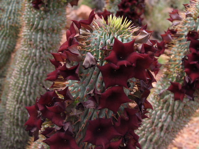 Hoodia © Ernst Frühmann