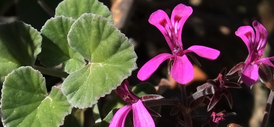Kapland-Pelargonie © Ernst Frühmann