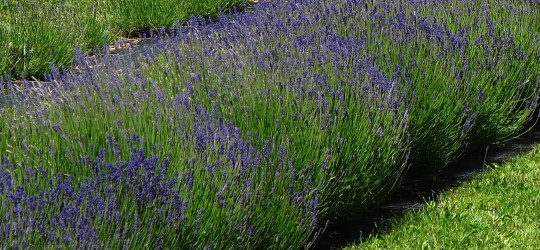 Echter Lavendel © Ernst Frühmann