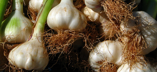 Knoblauch © Ernst Frühmann