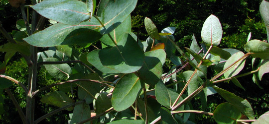 Eukalyptus © Ernst Frühmann
