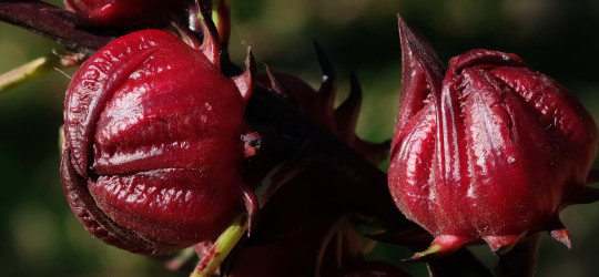 Hibiskus © Ernst Frühmann