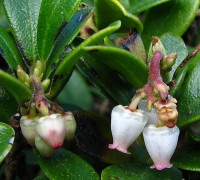 Bärentraube © Ernst Frühmann