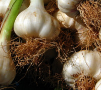 Knoblauch © Ernst Frühmann
