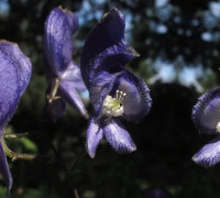 Eisenhut © Ernst Frühmann