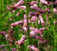 Erdrauch © Ernst Frühmann