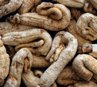 Ginseng © Ernst Frühmann