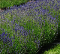 Echter Lavendel © Ernst Frühmann