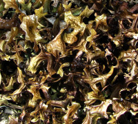 Isländisches Moos © Ernst Frühmann