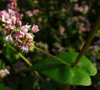 Buchweizen Pflanze