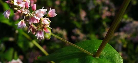 Buchweizen Pflanze