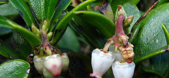 Bärentraube © Ernst Frühmann