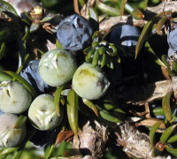 Wacholder © Ernst Frühmann