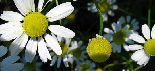 3_Kamille_Rogswil_7117szdrdr