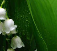 6_Maiglöckchen_BGKlagenf_2008_5173twzusz