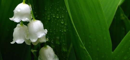 6_Maiglöckchen_BGKlagenf_2008_5173twzusz