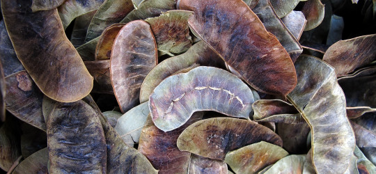 Senna © Ernst Frühmann