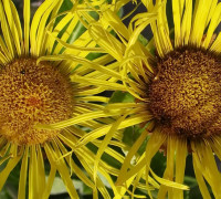 Alant © Ernst Frühmann