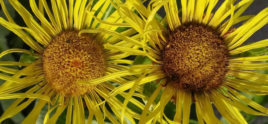 Alant © Ernst Frühmann