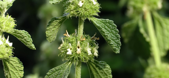 Andorn © Ernst Frühmann