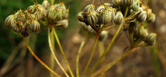 Anis © Ernst Frühmann