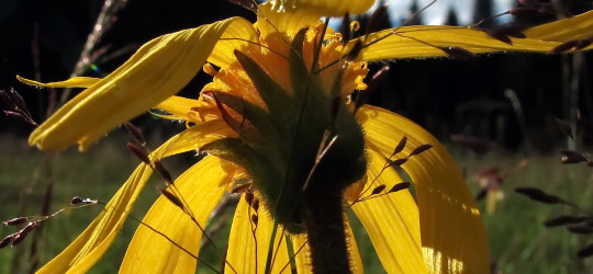 Arnika © Ernst Frühmann