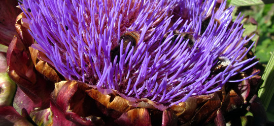 Artischocke © Ernst Frühmann