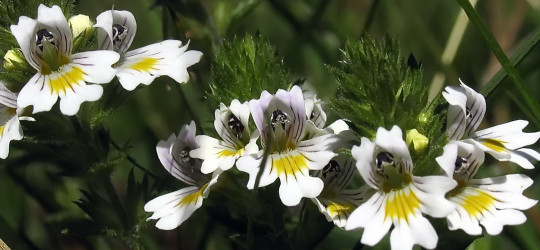 Augentrost © Ernst Frühmann