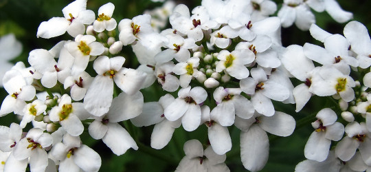 Bittere Schleifenblume © Ernst Frühmann