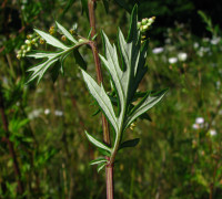 Beifuß © Ernst Frühmann