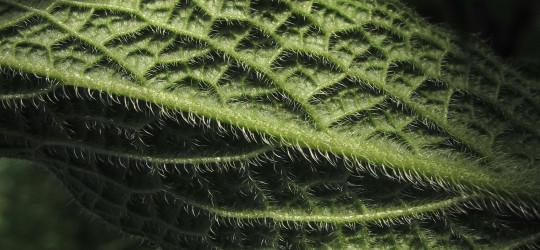 Beinwell © Ernst Frühmann