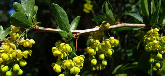 Berberitze © Ernst Frühmann