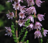 Besenheide © Ernst Frühmann