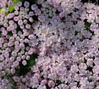 Bibernelle © Ernst Frühmann