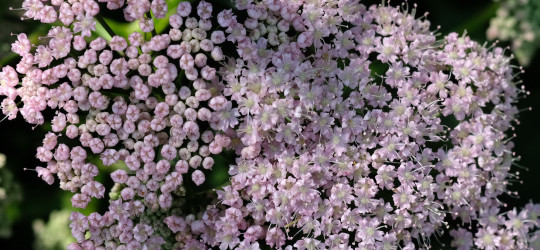 Bibernelle © Ernst Frühmann